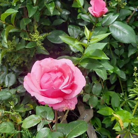 Holiday home Aux Roses Vrolle